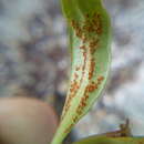 Image de Puccinia aucta Berk. & F. Muell. 1872