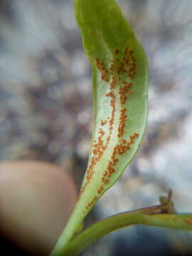 Imagem de Puccinia aucta Berk. & F. Muell. 1872