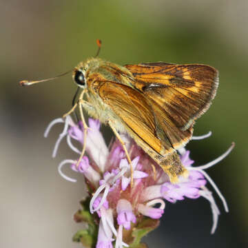 Image of Meske's Skipper