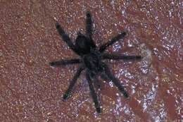 Image of Ecuadorian Purple Tarantula