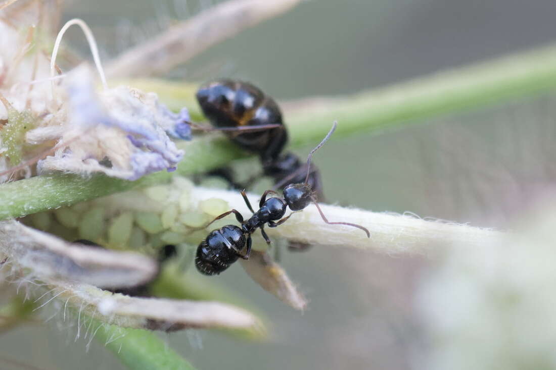 Image of Camponotus piceus (Leach 1825)