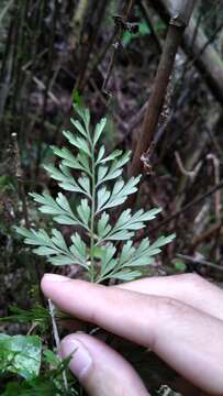 Image of Asplenium wilfordii Mett. ex Kuhn