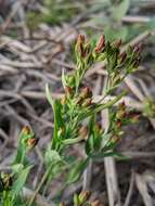 Image of large St. Johnswort