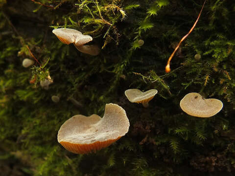 Image of Simocybe haustellaris (Fr.) Watling 1981