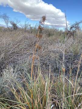 Imagem de Cladium mariscus subsp. californicum (S. Watson) Govaerts