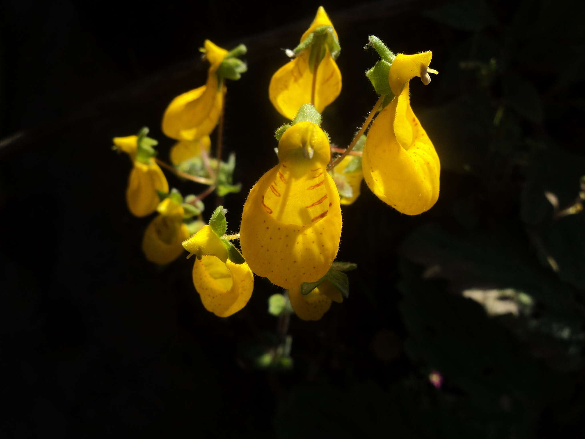 Image of Calceolaria corymbosa Ruiz & Pav.