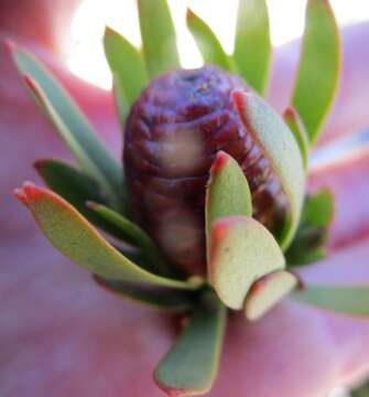 Sivun Leucadendron loeriense I. Williams kuva