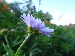 Image of Glacier Fleabane