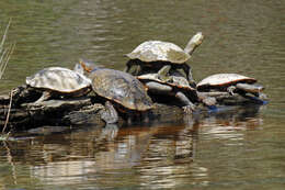 Image of Common Snake-necked Turtle