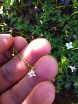 Image of Houstonia longifolia var. tenuifolia (Nutt.) Alph. Wood