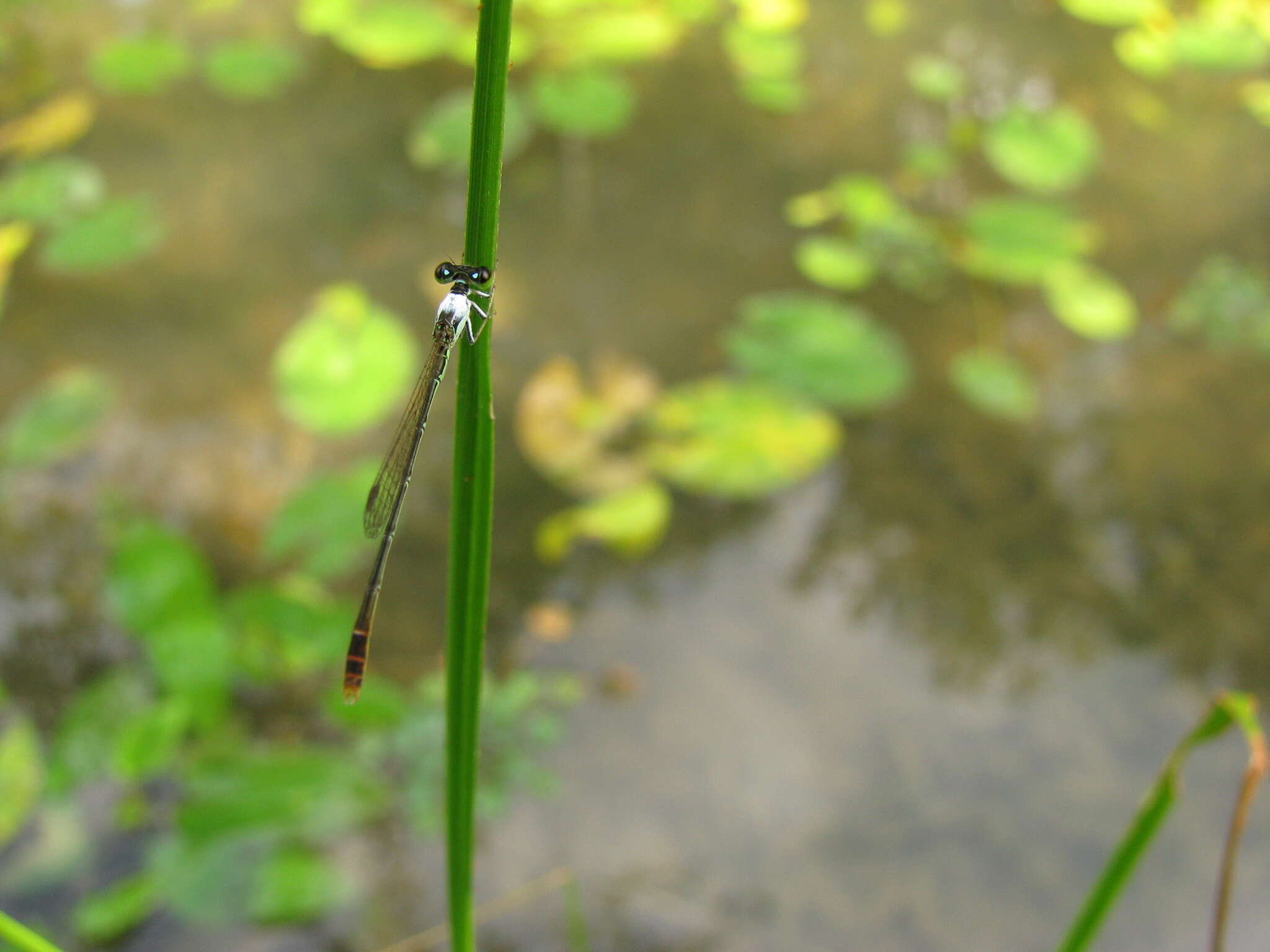 Image of Agriocnemis femina (Brauer 1868)