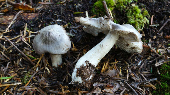 Image of Tricholoma atrodiscus Ovrebo 1989