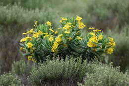 Image of Euryops evansii Schltr.