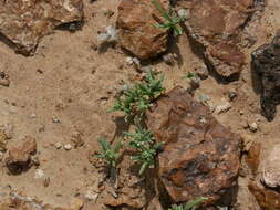 Слика од Gymnocarpos sclerocephalus (Decne.) Ahlgren & Thulin