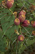 Image of Opuntia azurea var. diplopurpurea