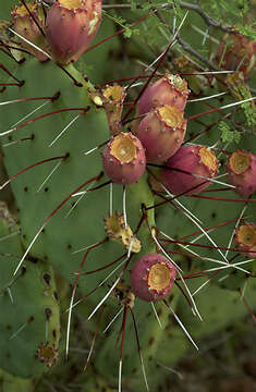 Opuntia azurea var. diplopurpurea resmi