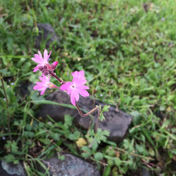 Image of prairie woodland-star