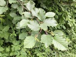 Image of Green Alder