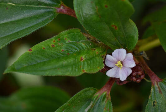 Image of Tristemma mauritianum J. F. Gmel.