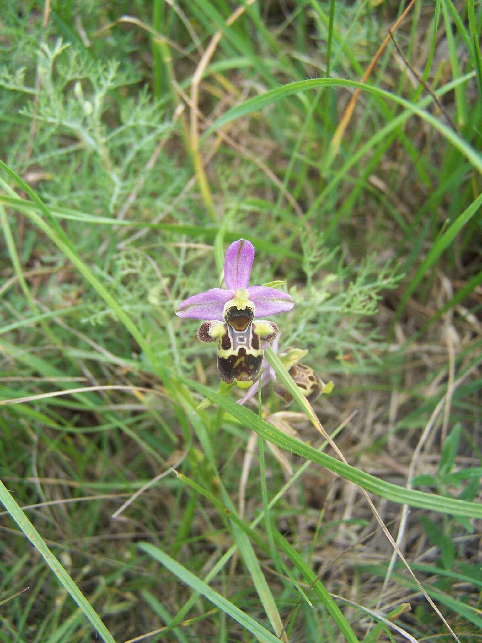 Image of Ophrys vetula Risso