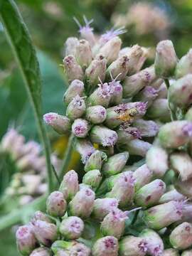 Image of Sourbush seed fly