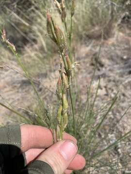 Image of Idaho milkvetch