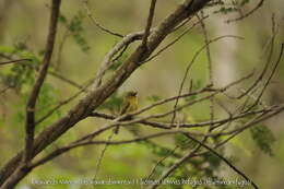 Image of Ochre-lored Flatbill