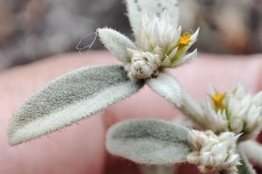 Imagem de Alternanthera halimifolia (Lam.) Standl. ex Pittier