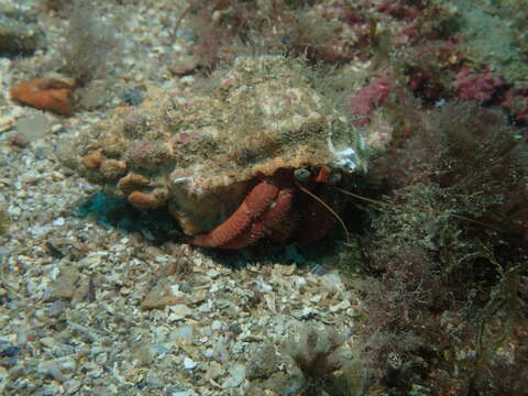 Image of striated hermit crab