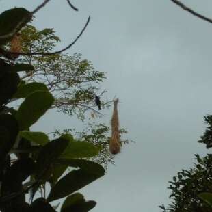 Image of Red-rumped Cacique