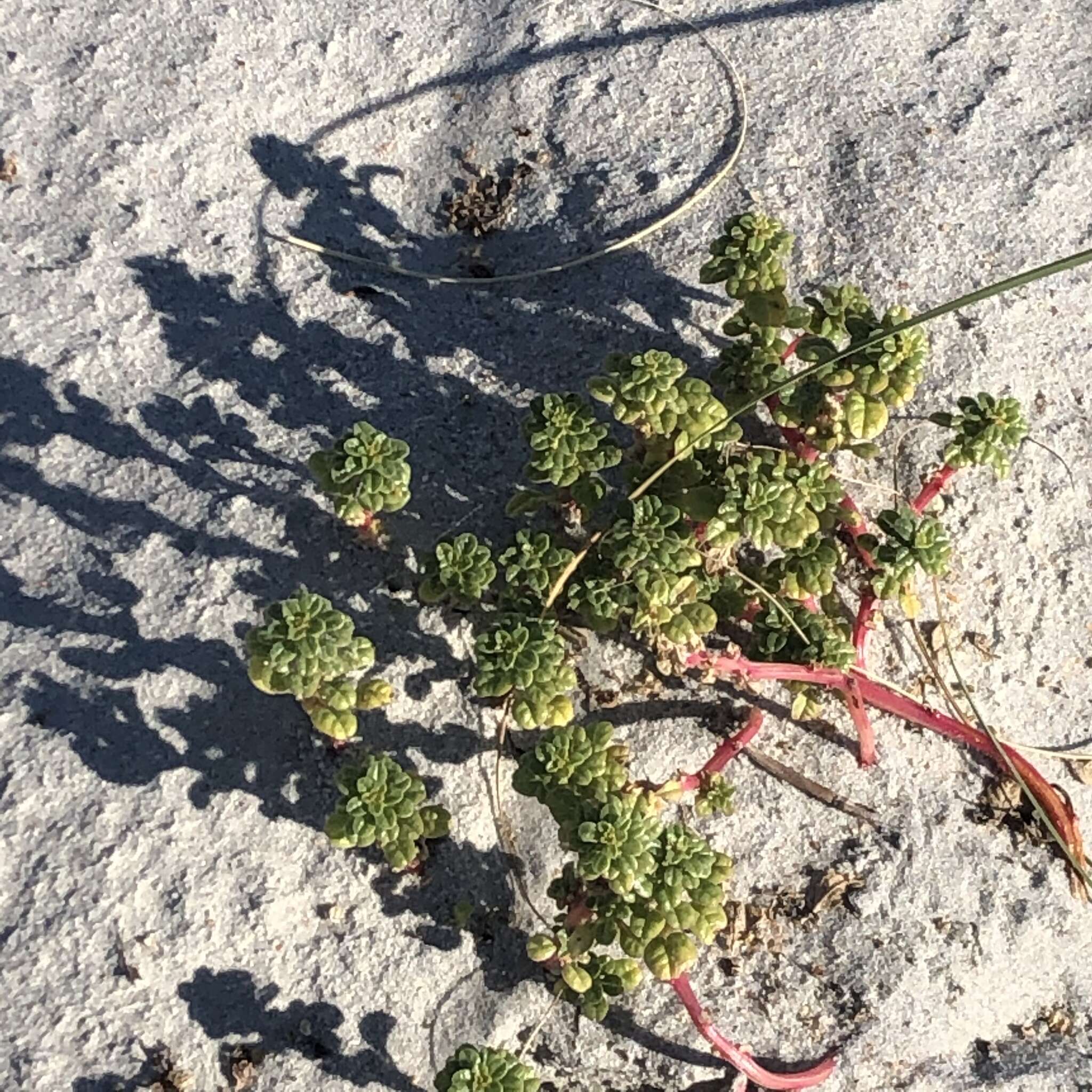 Image of seaside amaranth