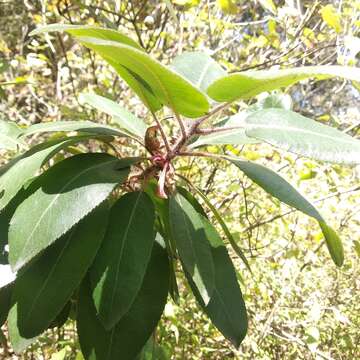 Imagem de Arbutus tessellata P. D. Sørensen