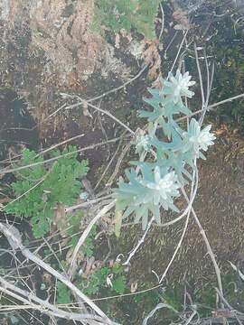 Image of Sedum guadalajaranum S. Wats.