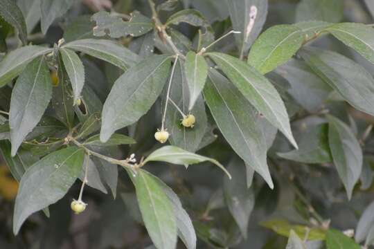 Image of Chiropetalum schiedeanum (Müll. Arg.) Pax