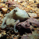Слика од Octopus berrima Stranks & Norman 1992