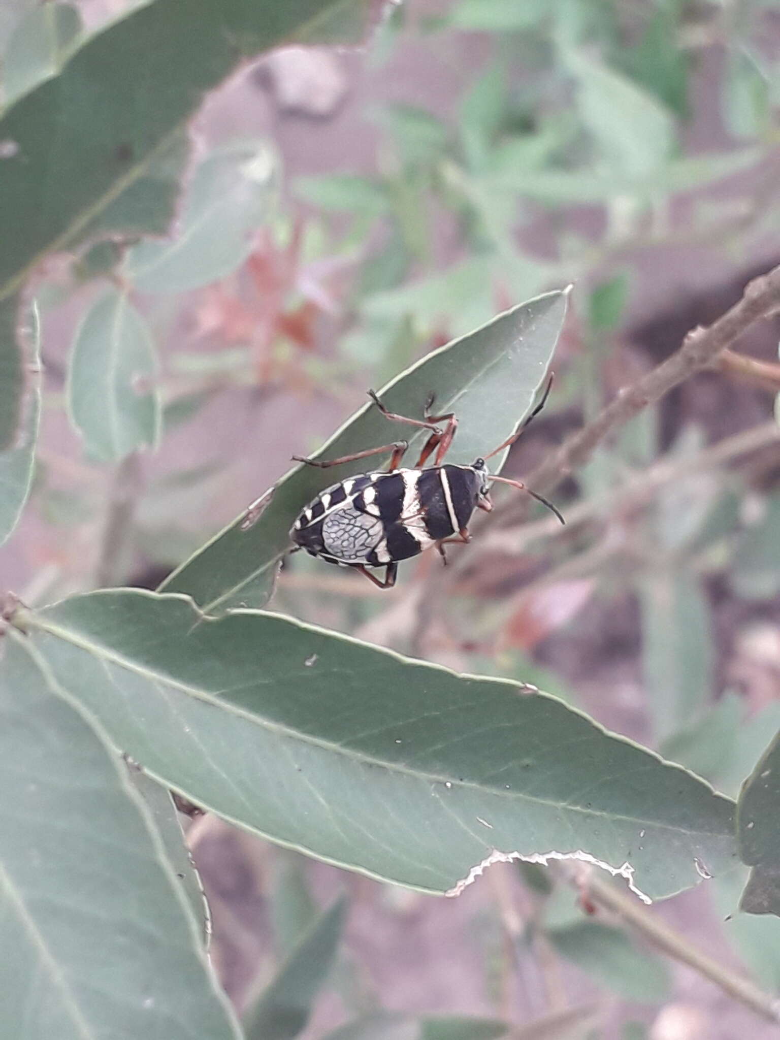 Image of Largus priscillae (Hussey 1927)