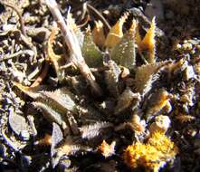 Image of Haworthia maraisii var. maraisii