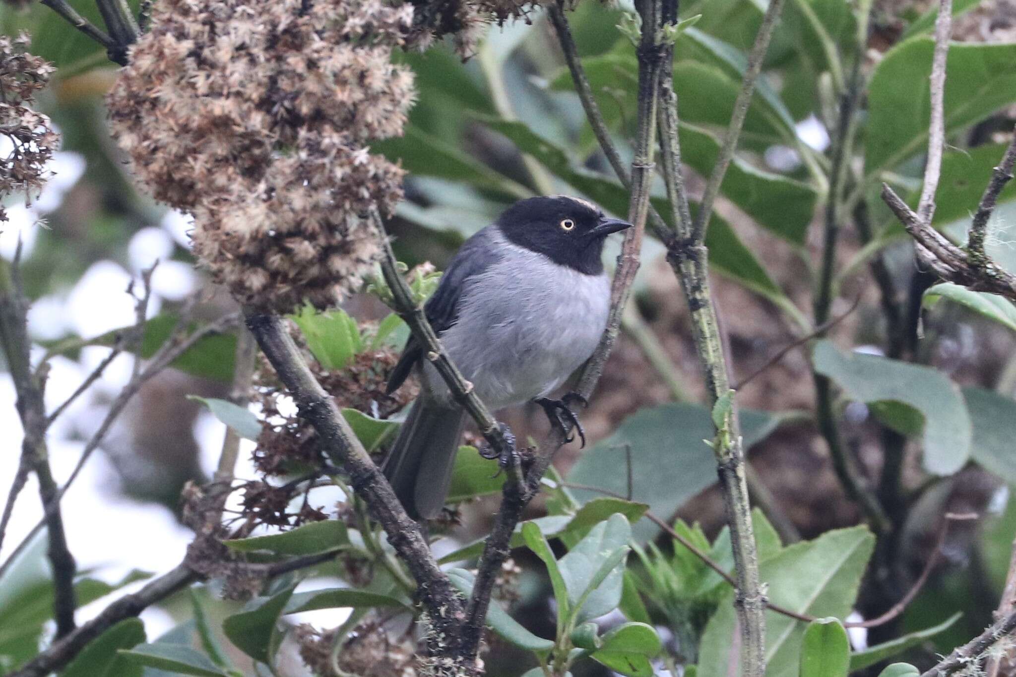 Image of Black-headed Hemispingus