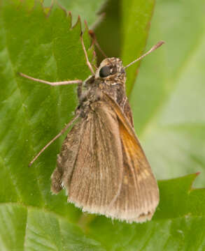 Image of Tawny-edged Skipper