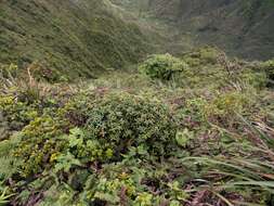 Image of Lehua Papa