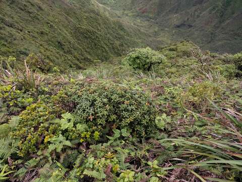 Image of Lehua Papa