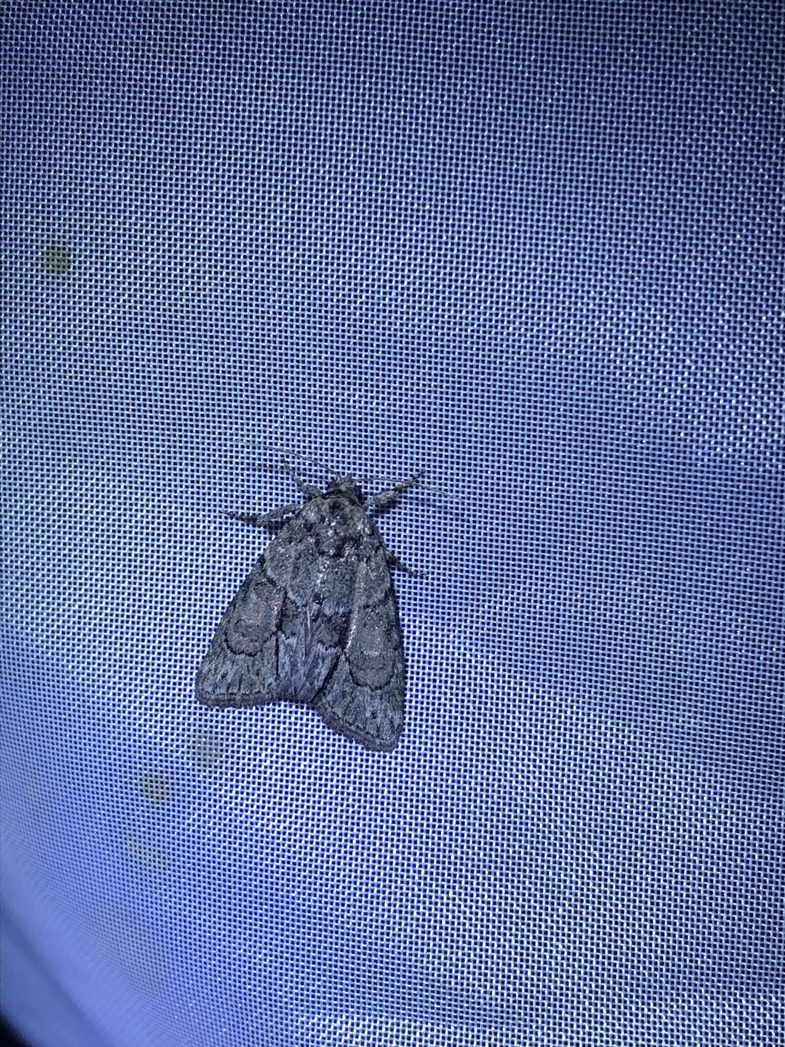Image of Cryphia (Cryphia) fraudatricula (Hübner)
