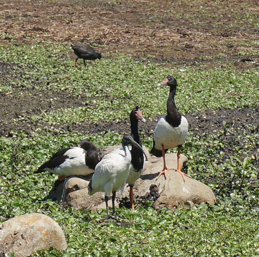 Image of magpie-goose