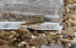 Plancia ëd Etheostoma pyrrhogaster Bailey & Etnier 1988