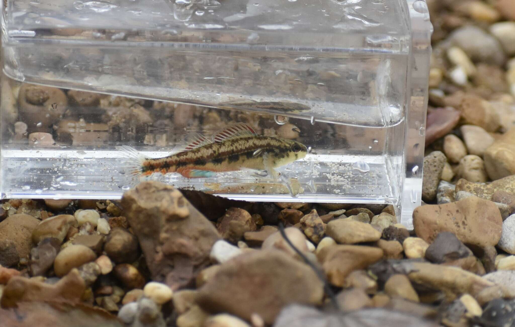 Plancia ëd Etheostoma pyrrhogaster Bailey & Etnier 1988