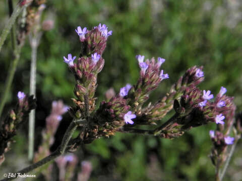 Image of Verbena hispida Ruiz & Pav.