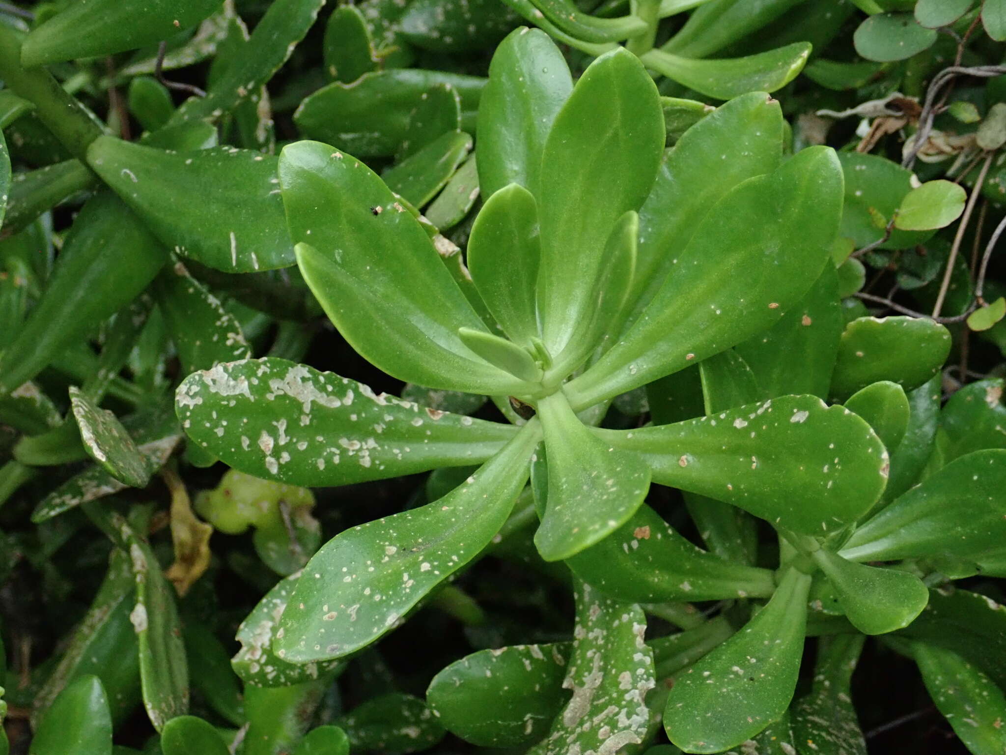 Image of green cockscomb