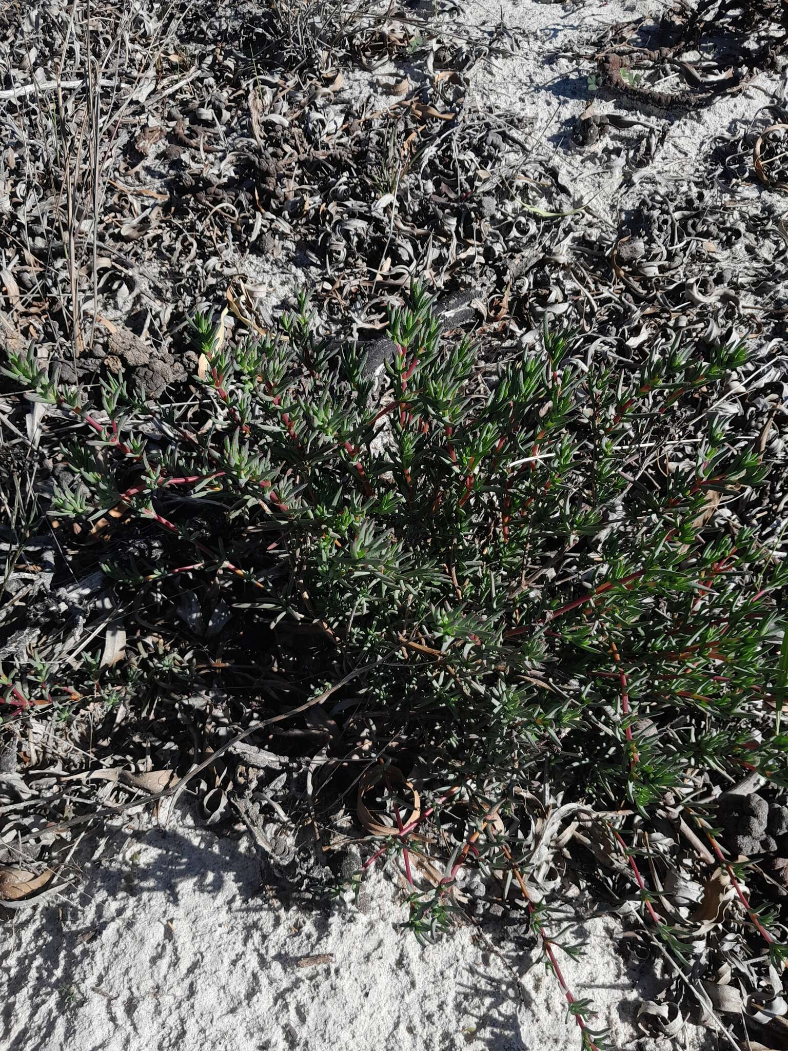 Image of Lampranthus stenopetalus (L. Bol.) N. E. Br.