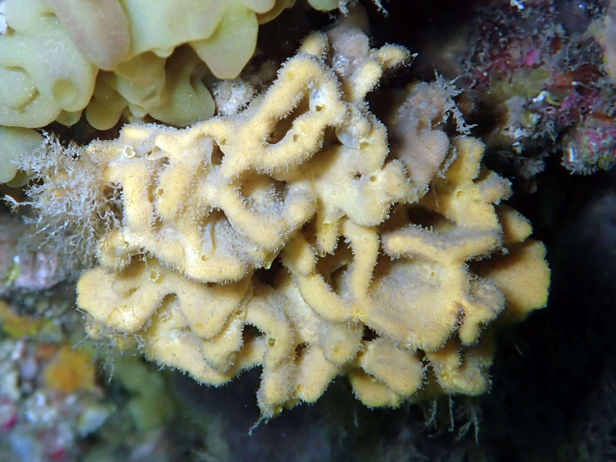 Image of crumpled duster sponge