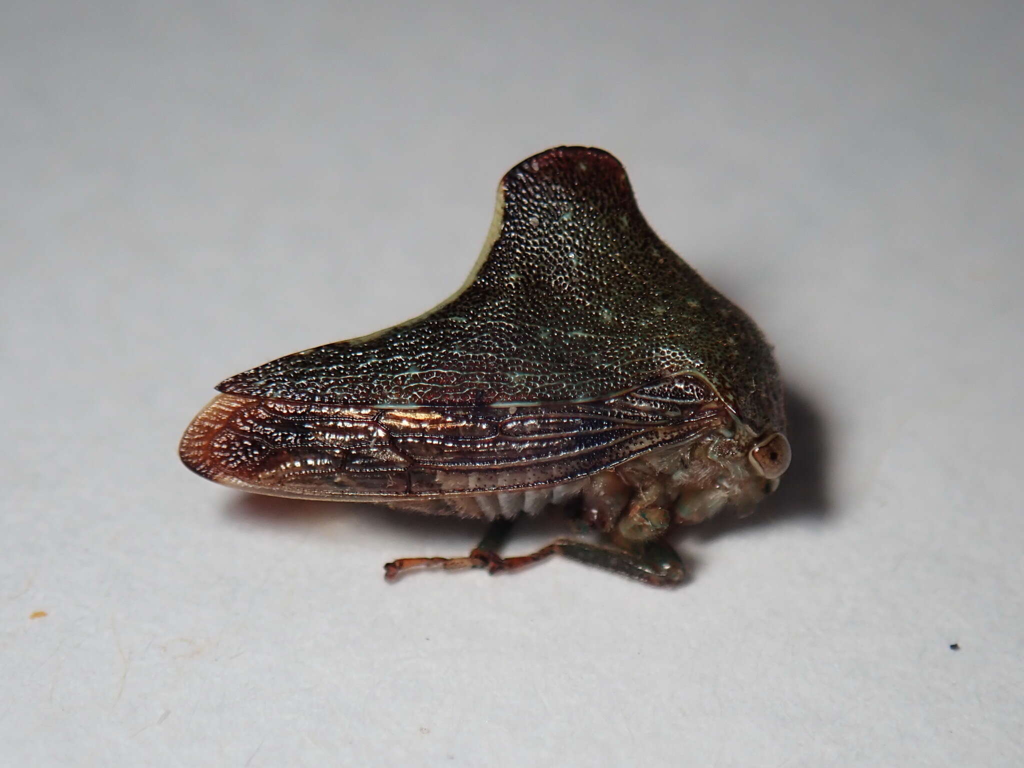 Image of Telamona monticola Fabricius